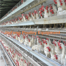 Equipamento de exploração avícola uma gaiola de frango de frango de quadro / Gaiola de aves / equipamento de frango